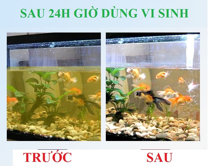 Tại sao nước hồ cá bị đục